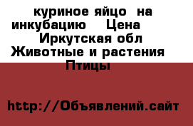 куриное яйцо  на инкубацию  › Цена ­ 60 - Иркутская обл. Животные и растения » Птицы   